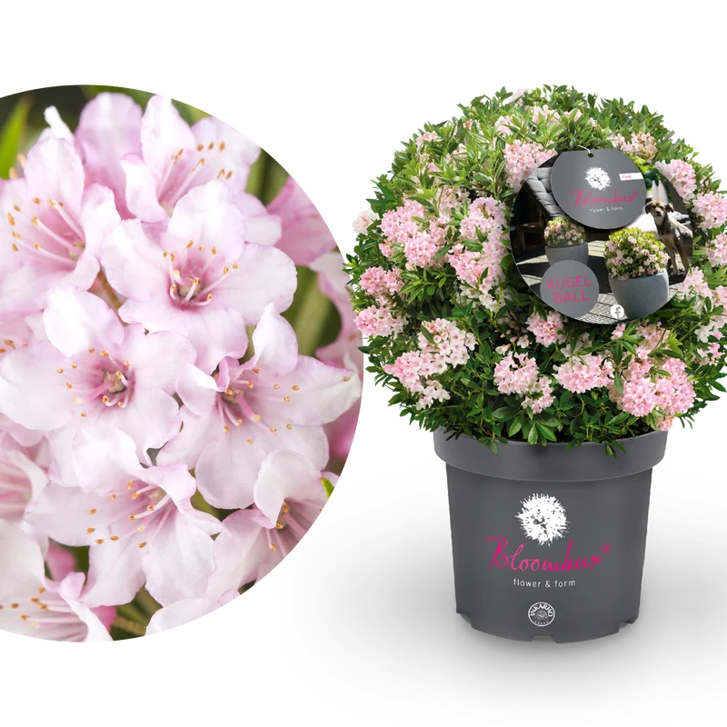 Rhododendron 'Bloombux'® Pink