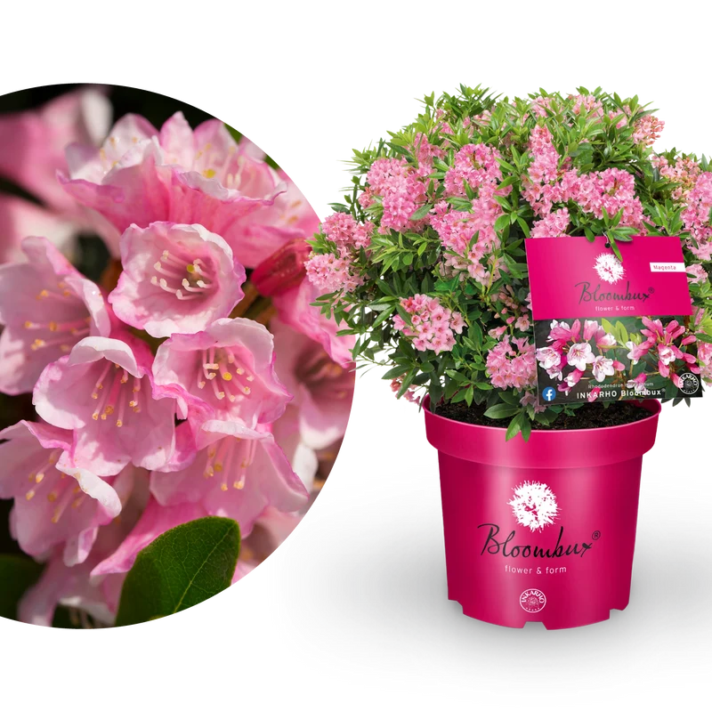Rhododendron 'Bloombux'® Magenta