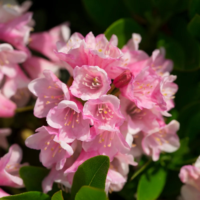 Rhododendron 'Bloombux'® Magenta