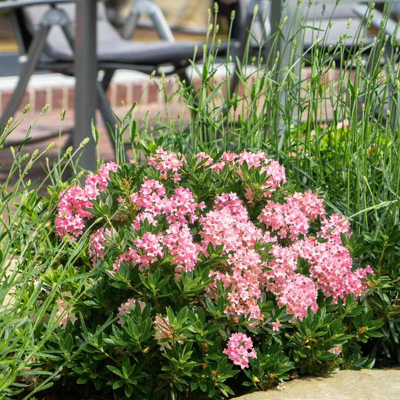 Rhododendron 'Bloombux'® Magenta