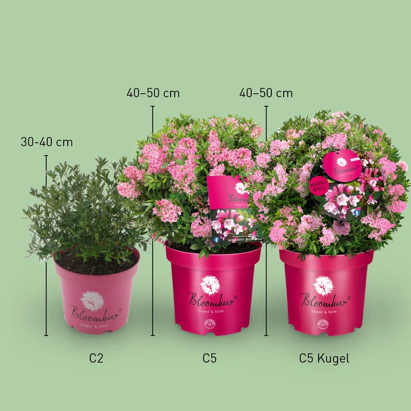 Rhododendron 'Bloombux'® Magenta