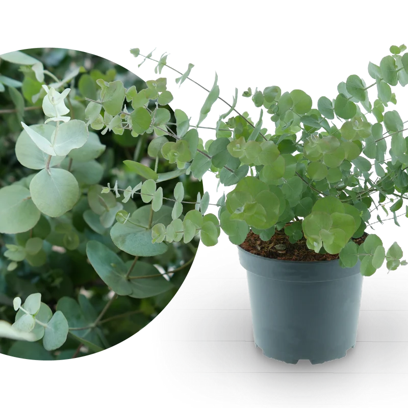 Eukalyptus 'Silver Dollar'