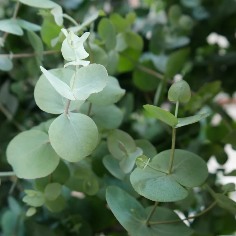 Eukalyptus 'Silver Dollar'