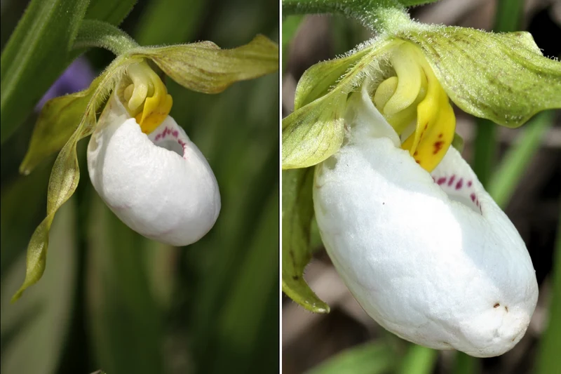 Orchid Seeds (White Cypripedium Slipper Orchid Seeds) - Rare White Blooms for Shaded Gardens
