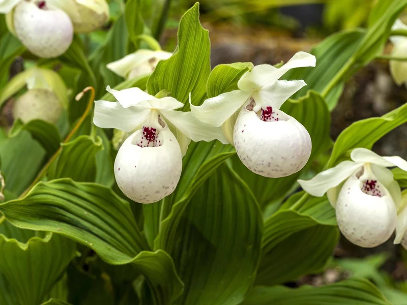 Orchid Seeds (White Cypripedium Slipper Orchid Seeds) - Rare White Blooms for Shaded Gardens