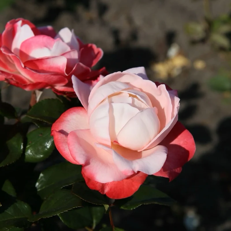 Edelrose 'Nostalgie'® Cremeweiß-Kirschrot