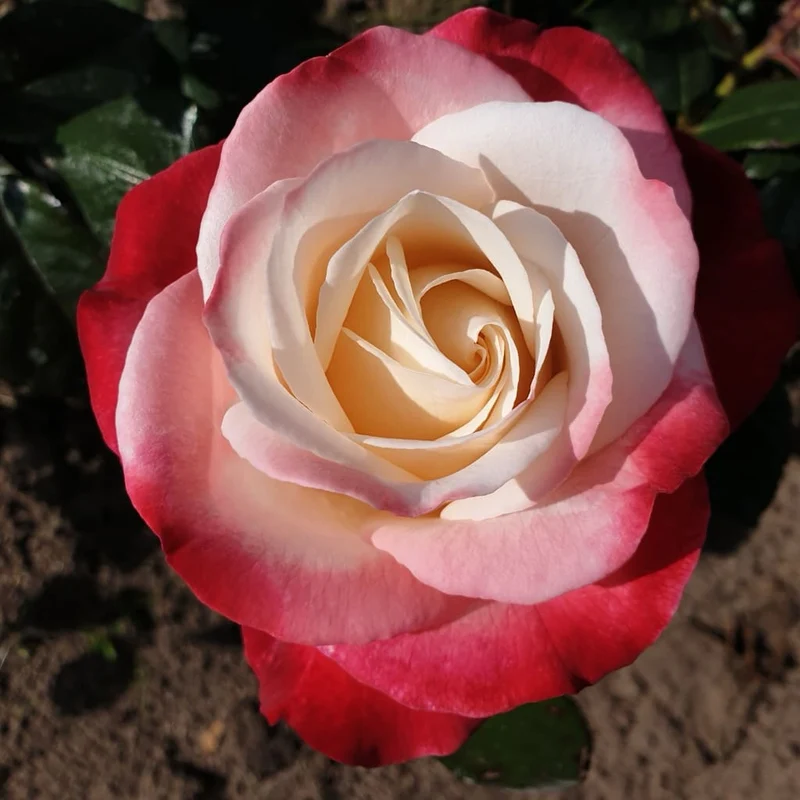 Edelrose 'Nostalgie'® Cremeweiß-Kirschrot
