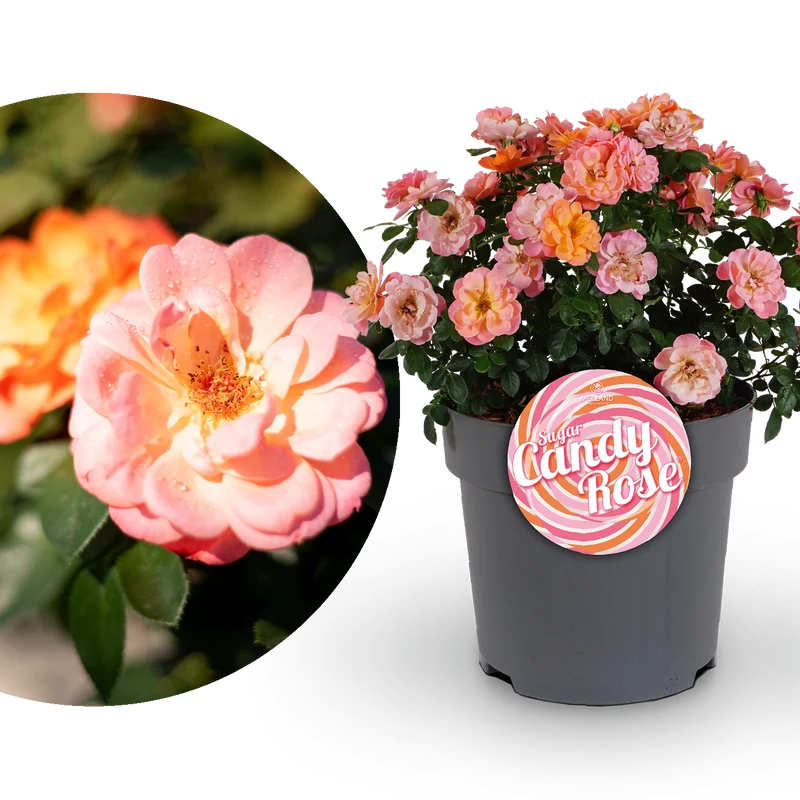 Edelrose 'Sugar Candy Rose®' Leuchtend Orange