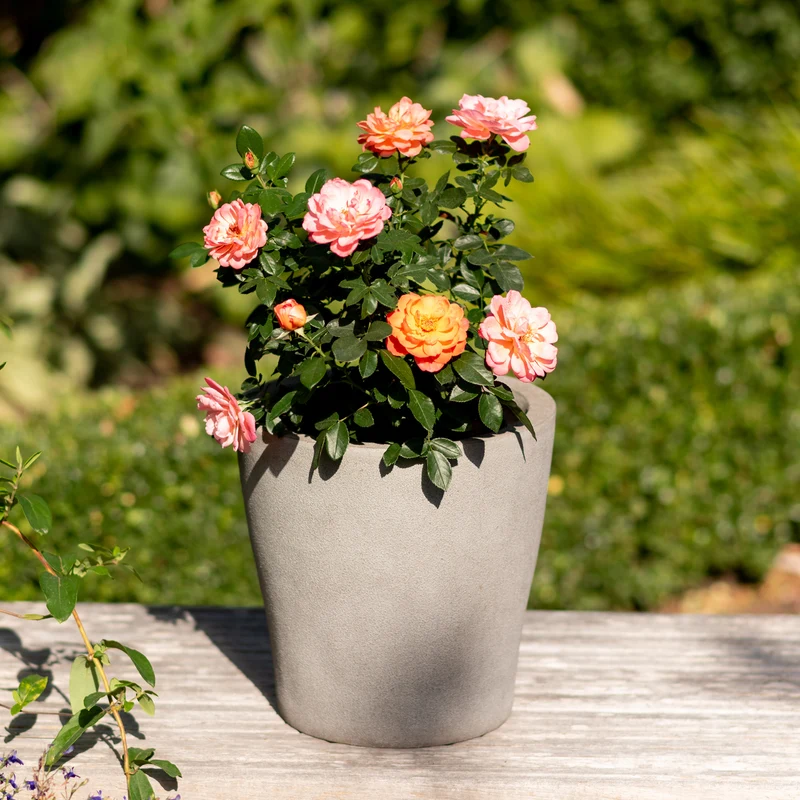 Edelrose 'Sugar Candy Rose®' Leuchtend Orange
