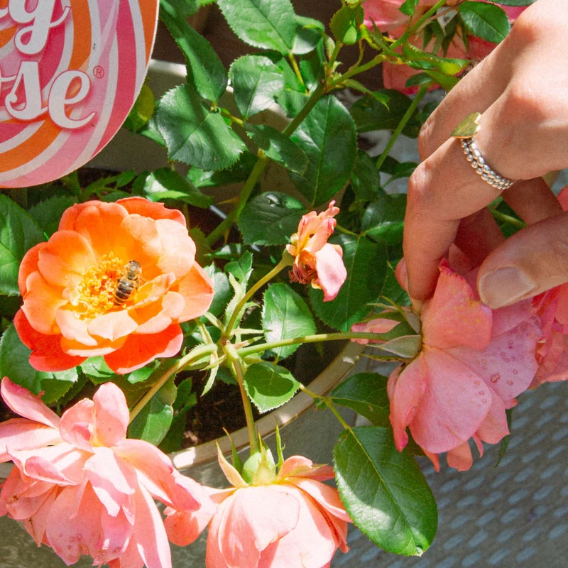 Edelrose 'Sugar Candy Rose®' Leuchtend Orange