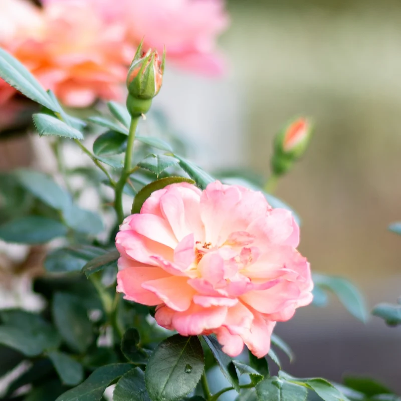 Edelrose 'Sugar Candy Rose®' Leuchtend Orange