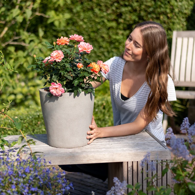 Edelrose 'Sugar Candy Rose®' Leuchtend Orange