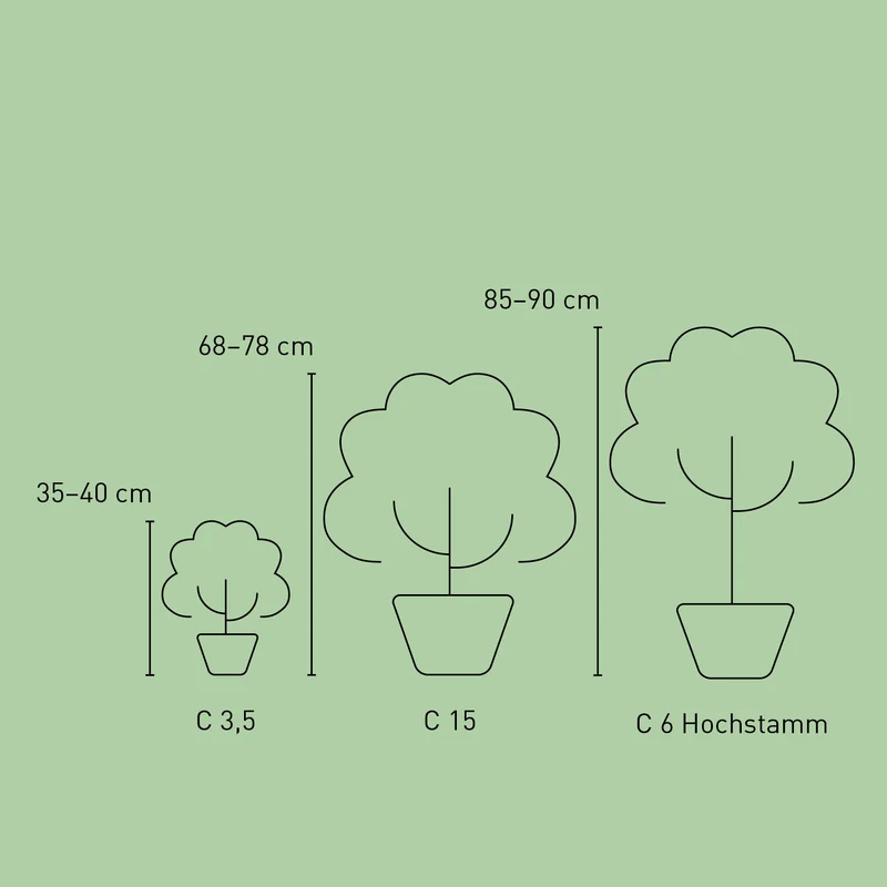 Edelrose 'Sugar Candy Rose®' Leuchtend Orange