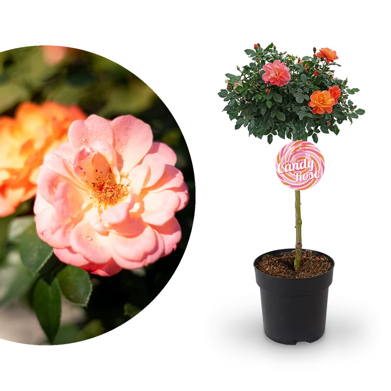 Edelrose 'Sugar Candy Rose®' Leuchtend Orange