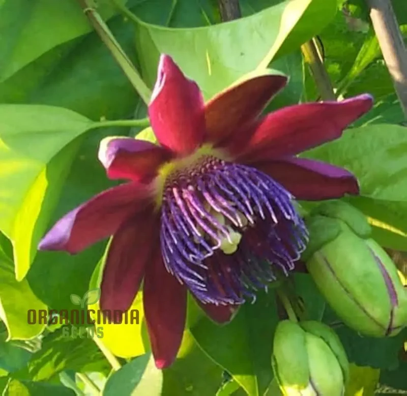 Passiflora Seeds (Pasiflora Rosso Granadilla Seeds) - Fragrant Red Passion Flowers for Planting