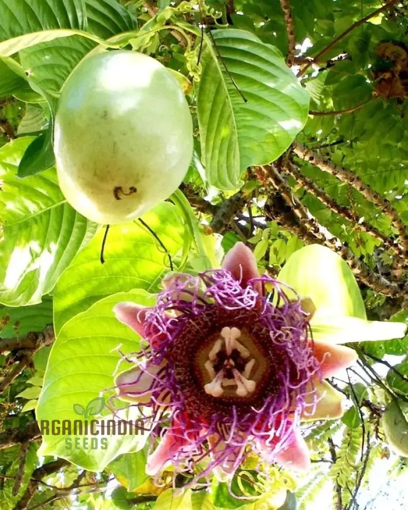 Passiflora Seeds (Pasiflora Rosso Granadilla Seeds) - Fragrant Red Passion Flowers for Planting