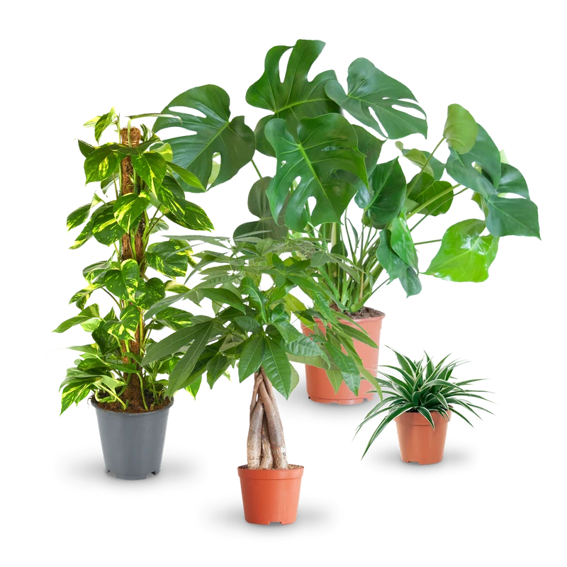 Pflegeleichte Zimmerpflanzen (4er Set)