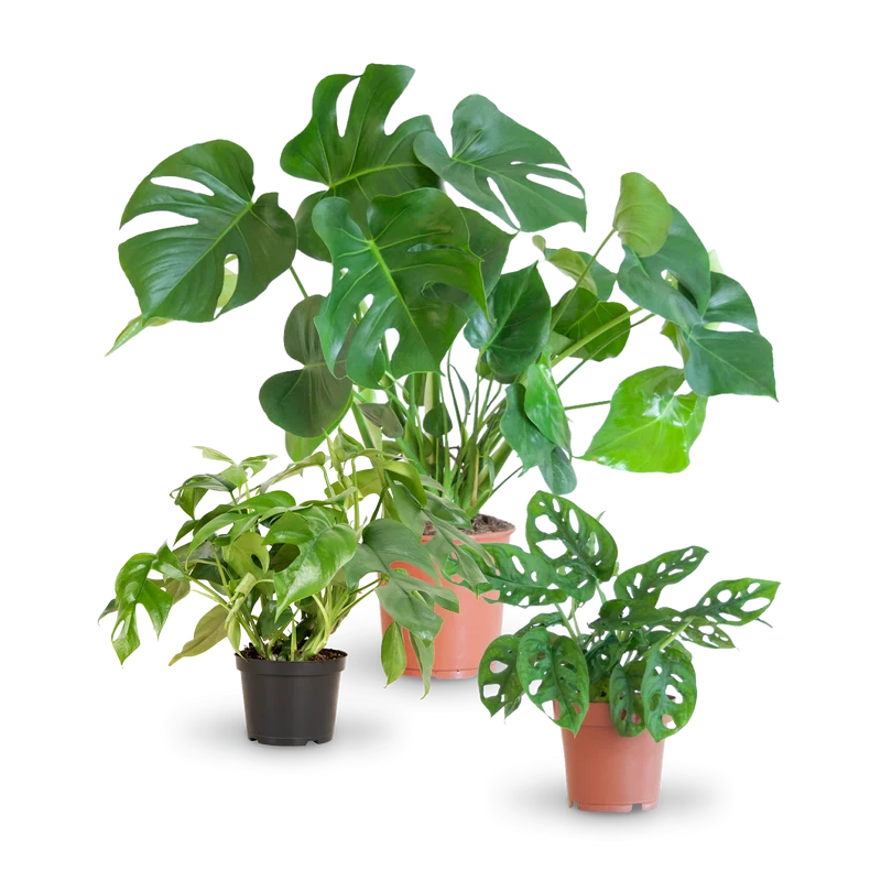 Monstera Liebhaber-Set (3 Stk.)