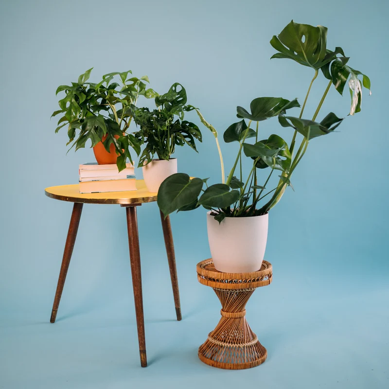 Monstera Liebhaber-Set (3 Stk.)