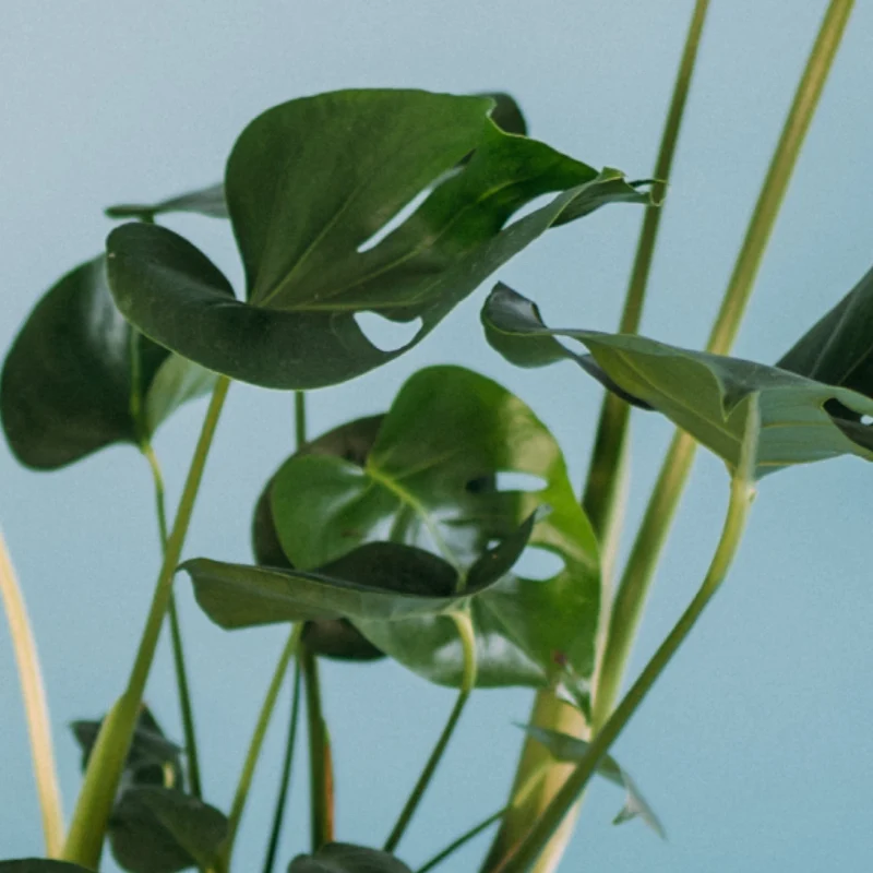 Monstera Liebhaber-Set (3 Stk.)