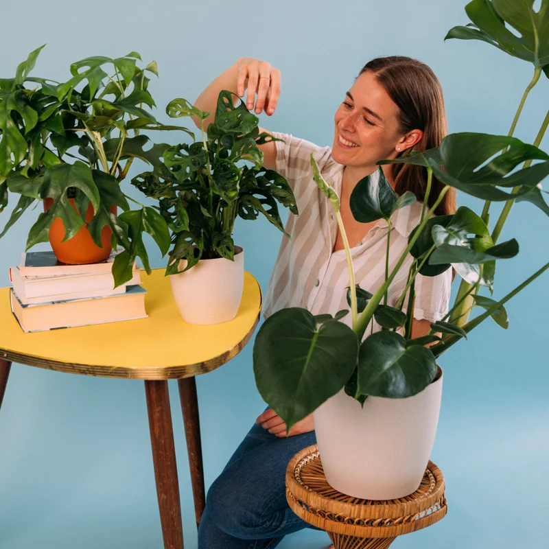 Monstera Liebhaber-Set (3 Stk.)