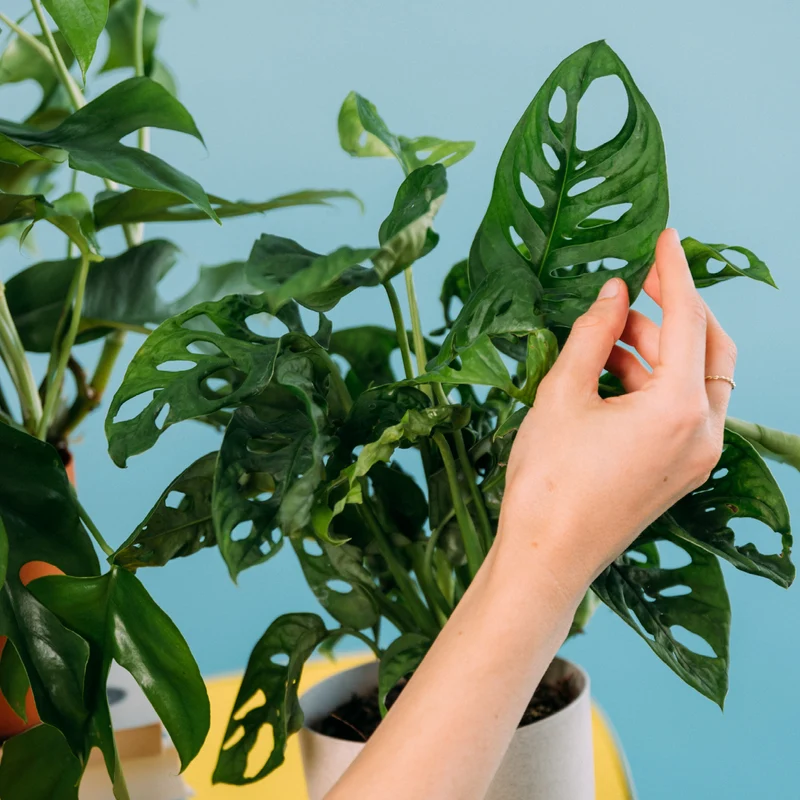 Monstera Liebhaber-Set (3 Stk.)