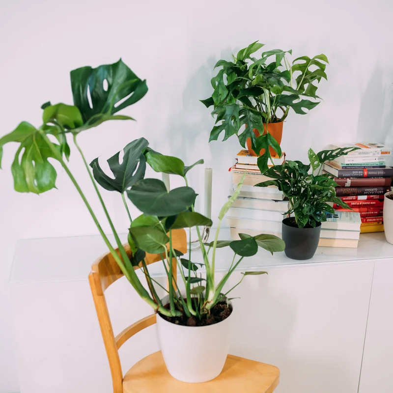 Monstera Liebhaber-Set (3 Stk.)