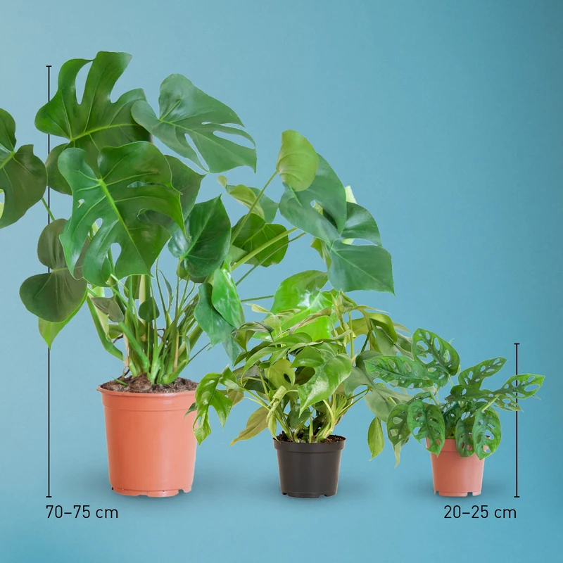 Monstera Liebhaber-Set (3 Stk.)