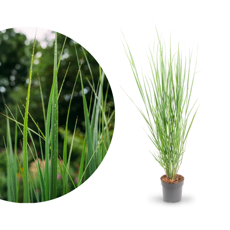 Rutenhirse ‘Northwind’