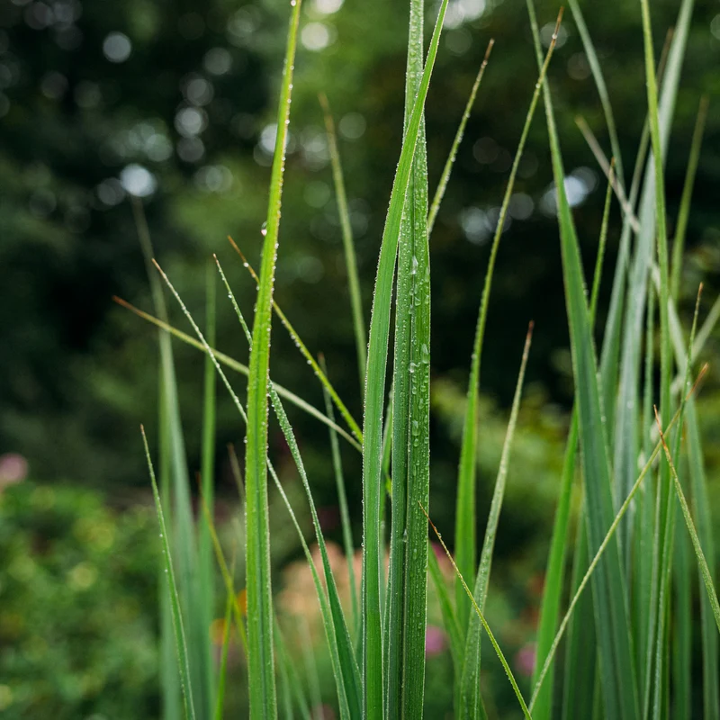 Rutenhirse ‘Northwind’
