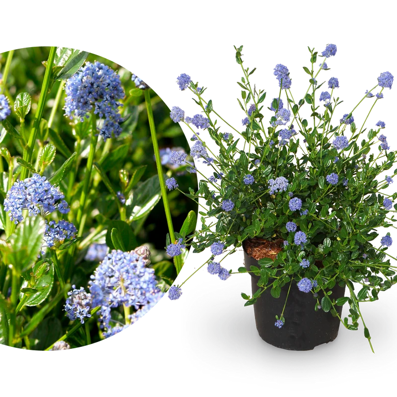 Säckelblume ˈVictoriaˈ Blau