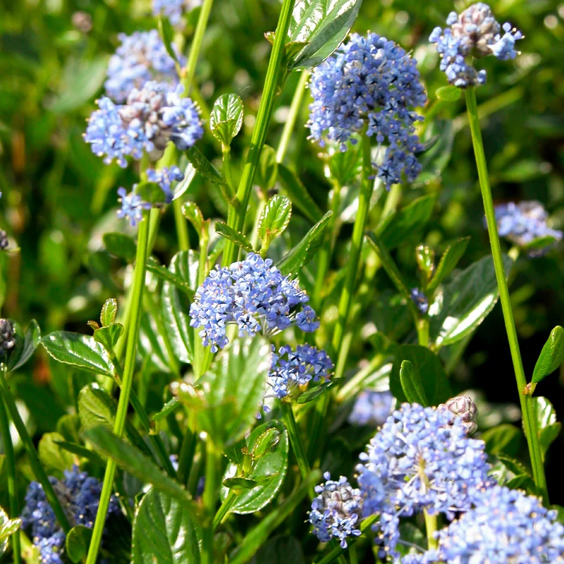 Säckelblume ˈVictoriaˈ Blau