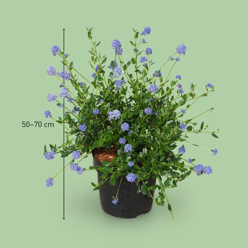Säckelblume ˈVictoriaˈ Blau
