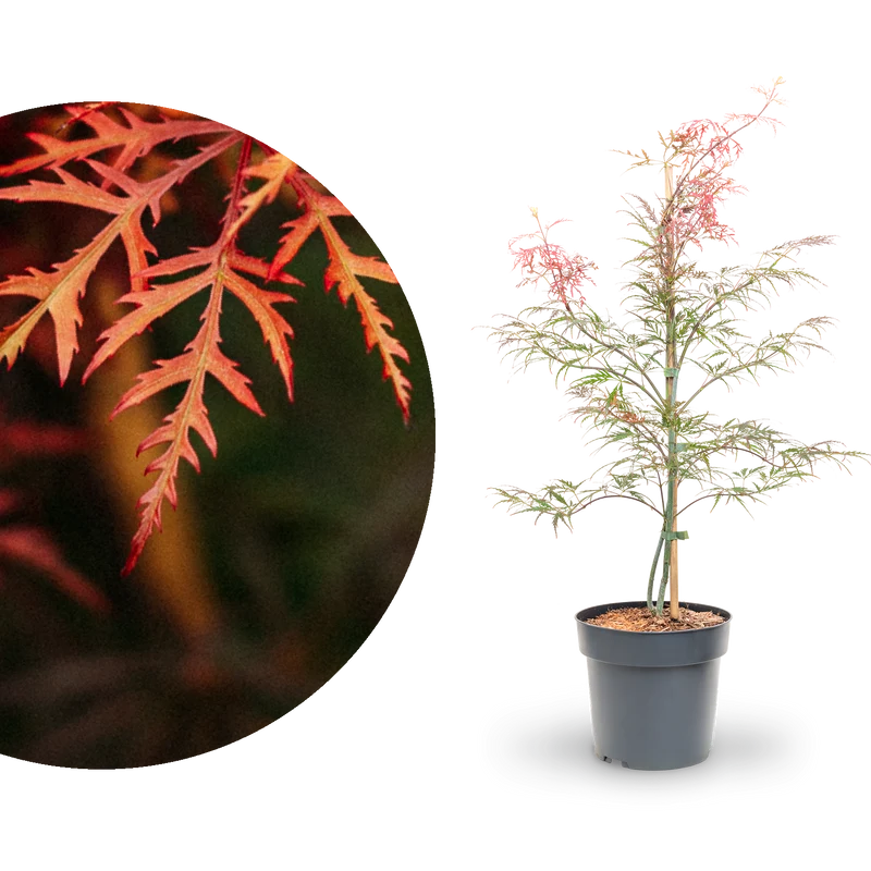 Roter Schlitzahorn 'Dissectum Garnet'