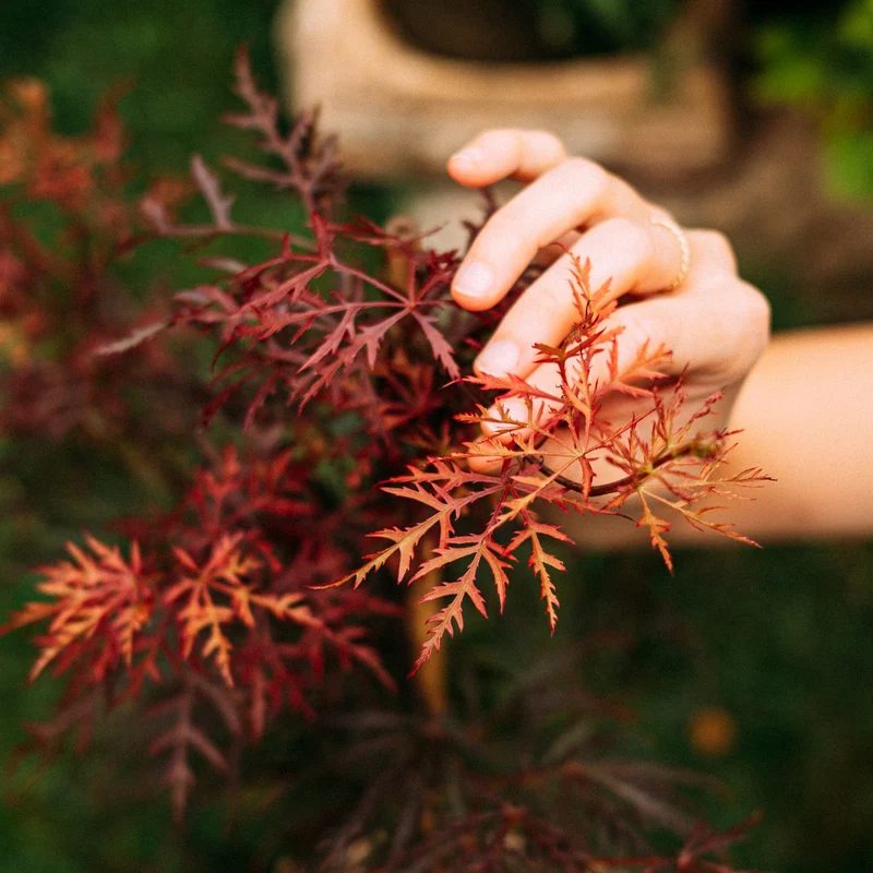 Roter Schlitzahorn 'Dissectum Garnet'