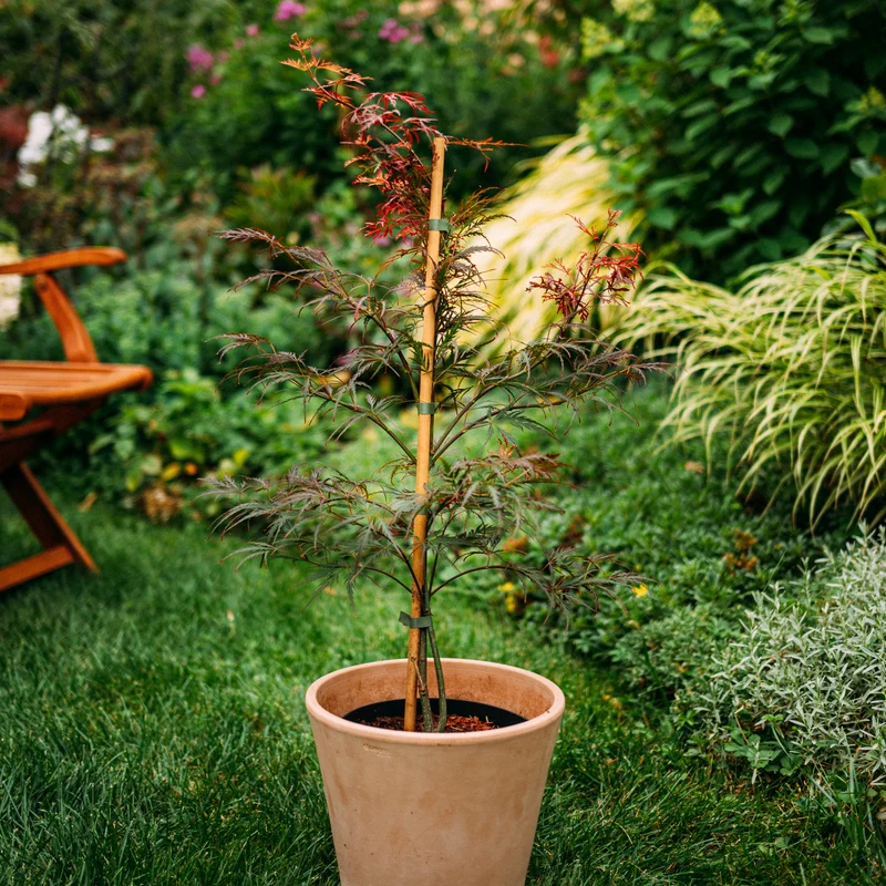 Roter Schlitzahorn 'Dissectum Garnet'