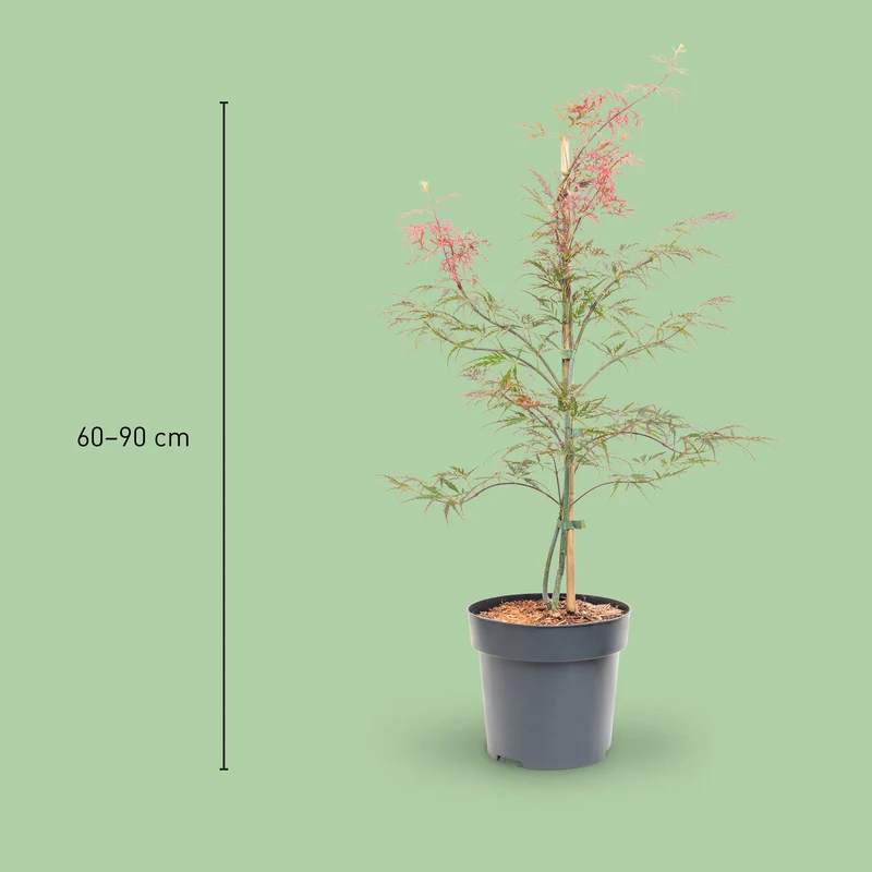 Roter Schlitzahorn 'Dissectum Garnet'