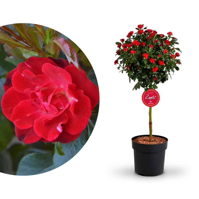 Rose Zepeti® Stämmchen