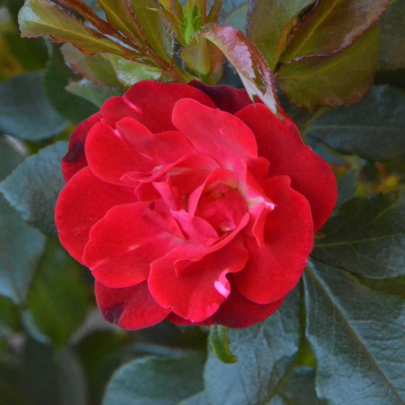 Rose Zepeti® Stämmchen