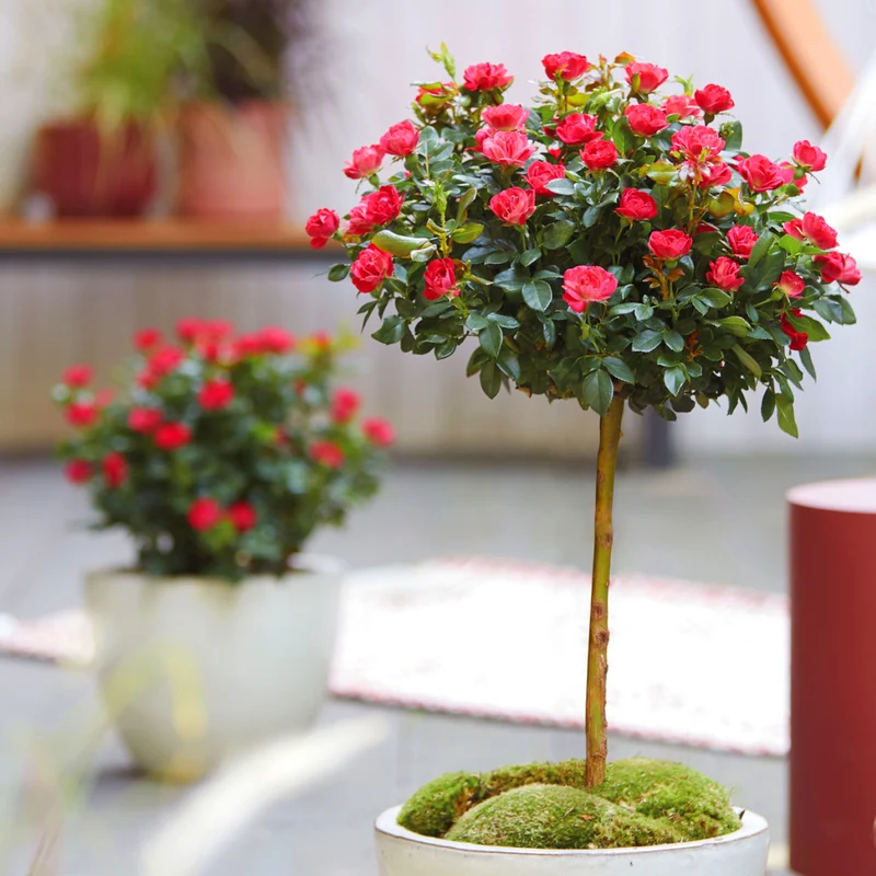 Rose Zepeti® Stämmchen