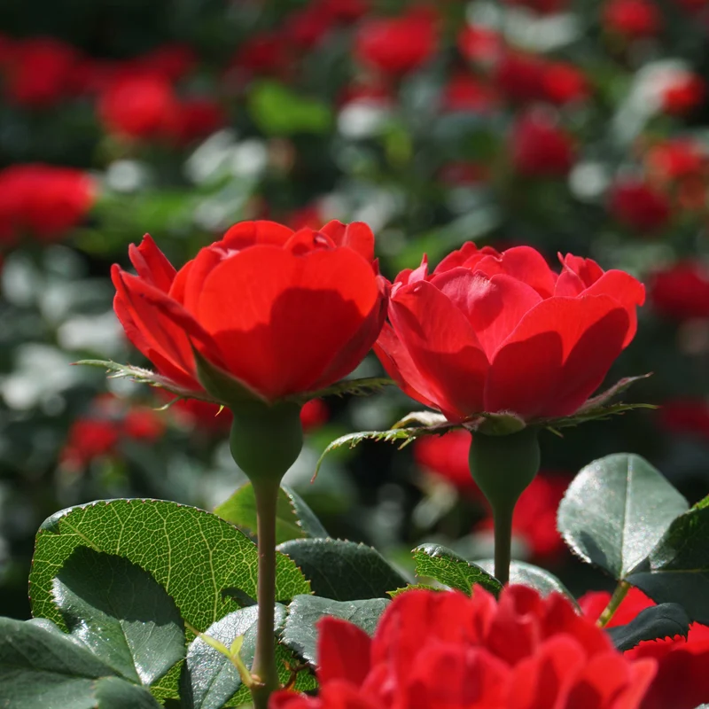 Rose Zepeti® Stämmchen