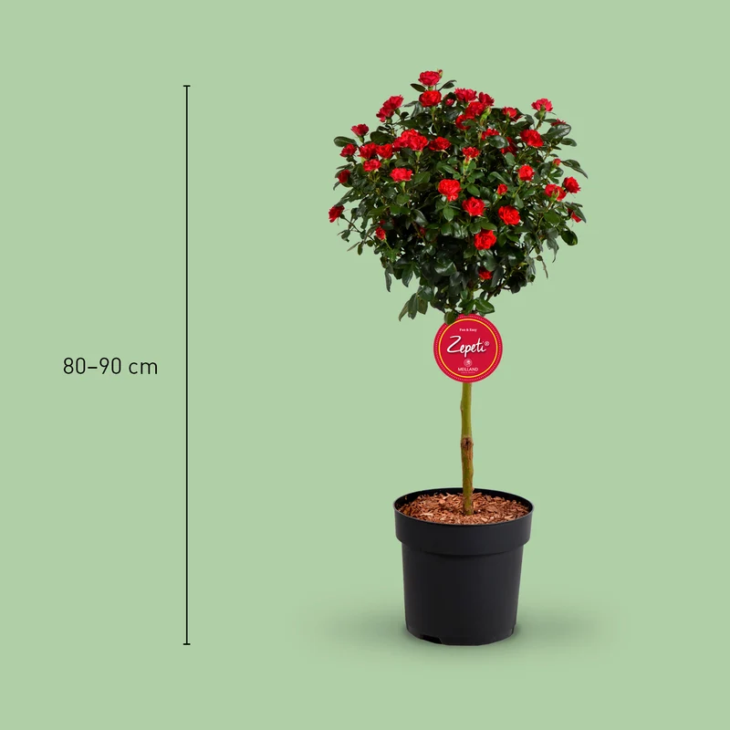 Rose Zepeti® Stämmchen