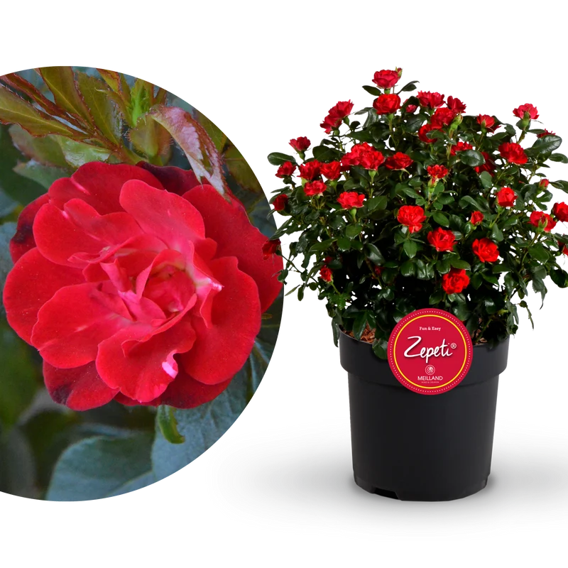 Rose Zepeti®