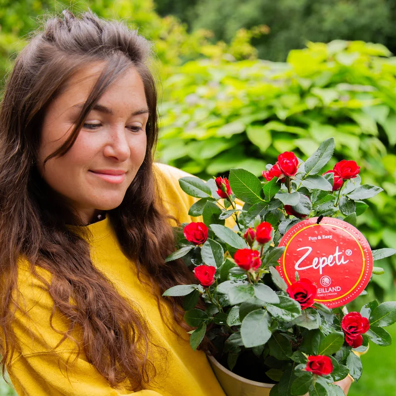 Rose Zepeti®