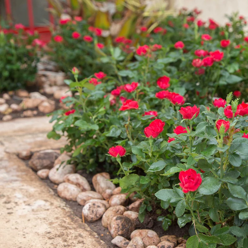 Rose Zepeti®