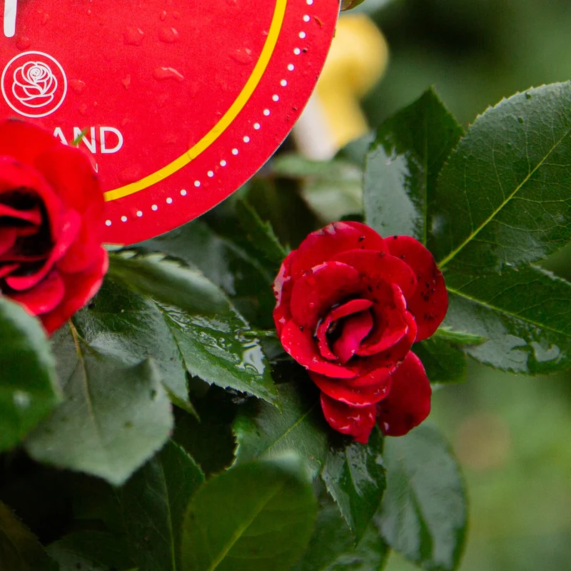 Rose Zepeti®