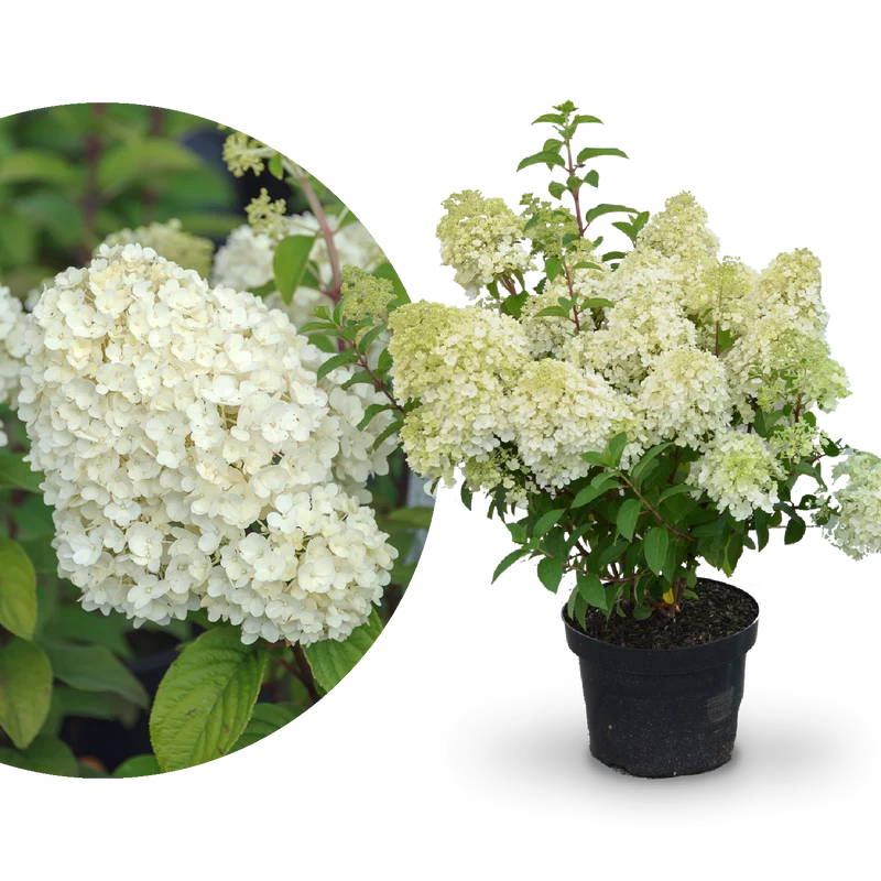 Rispenhortensie 'Bobo'®