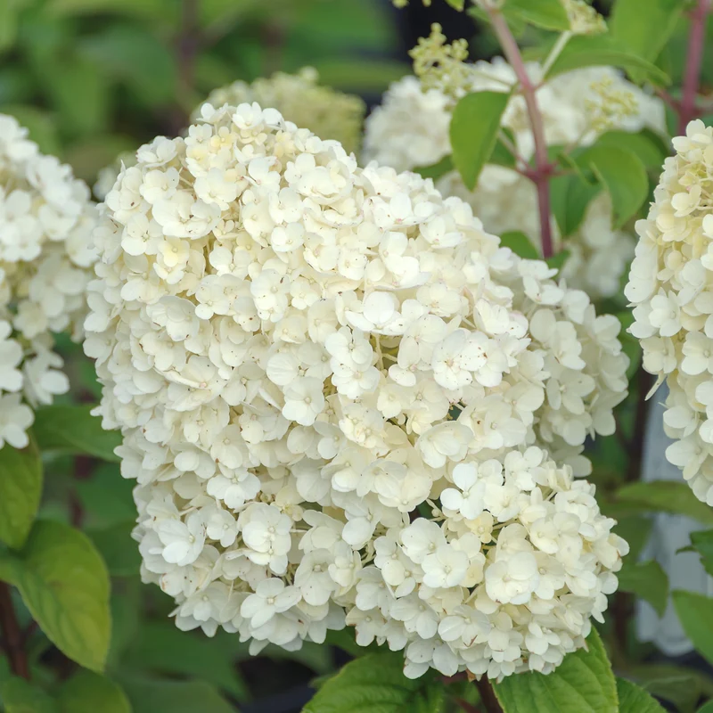 Rispenhortensie 'Bobo'®