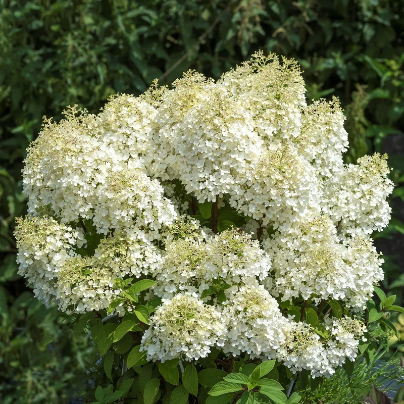 Rispenhortensie 'Bobo'®