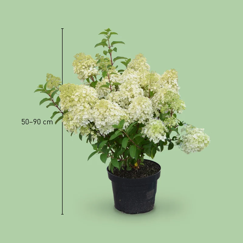 Rispenhortensie 'Bobo'®